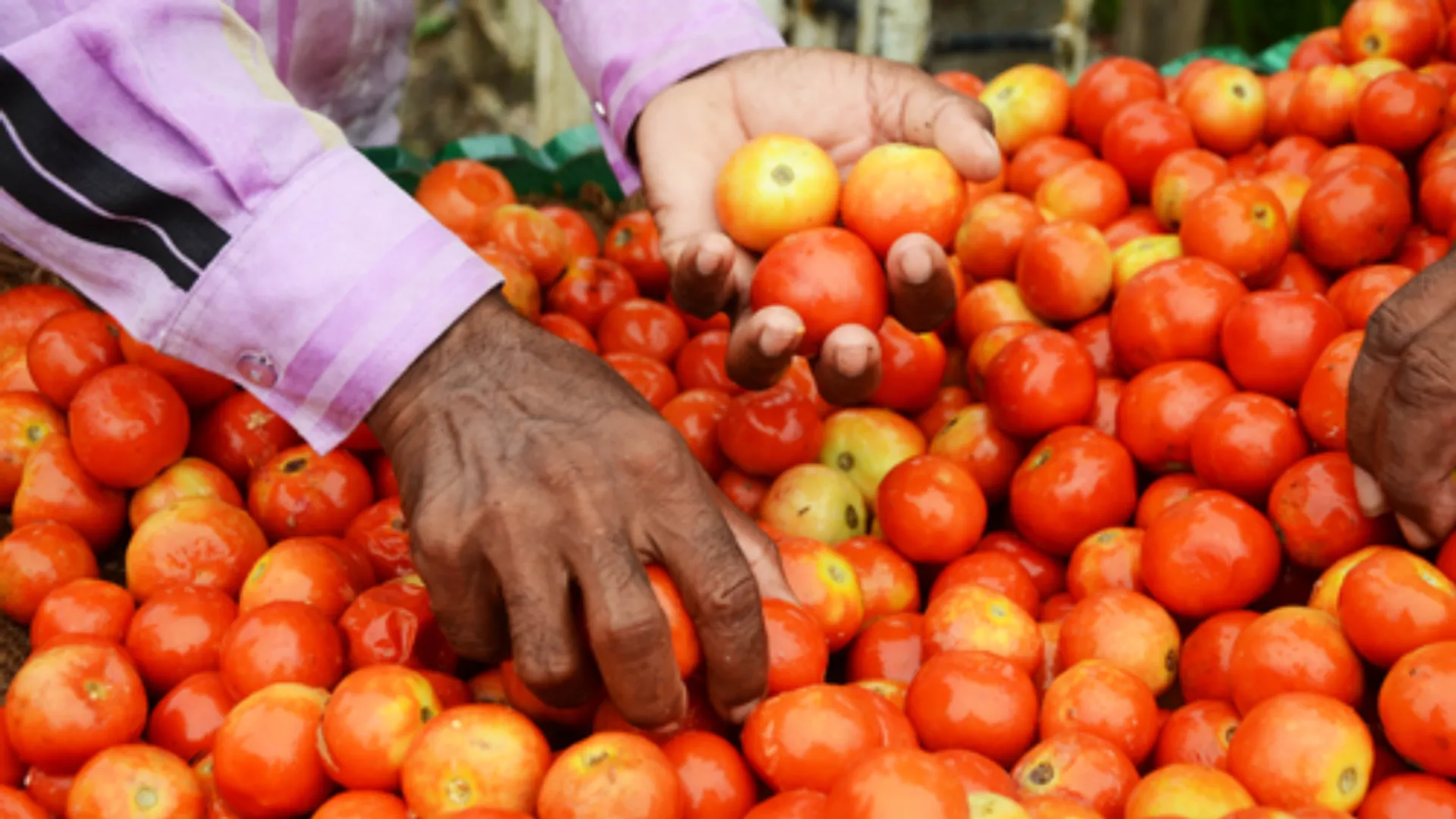 Tomato 