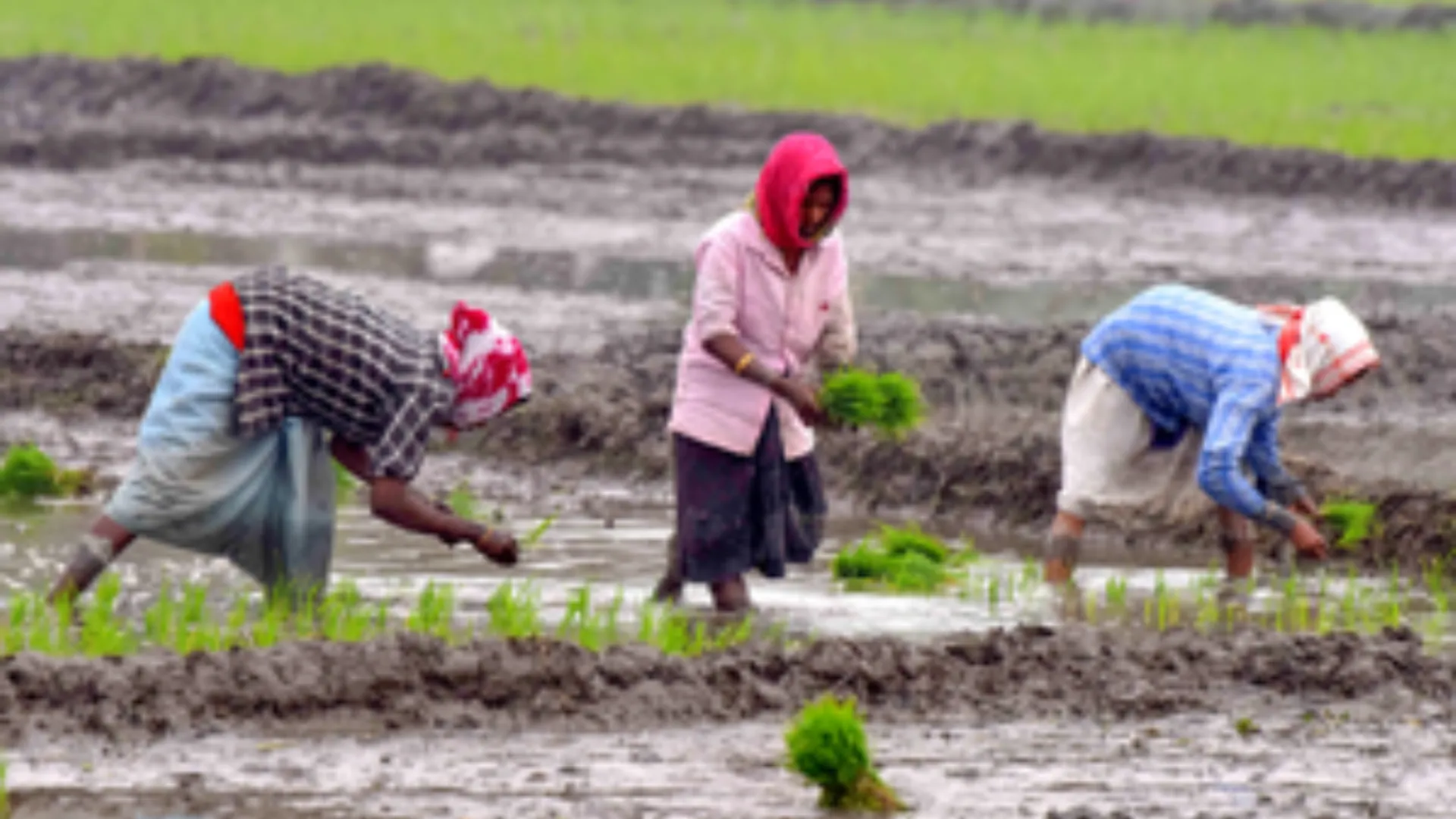 up budget, farmers get gifts worth 80 thousand crores