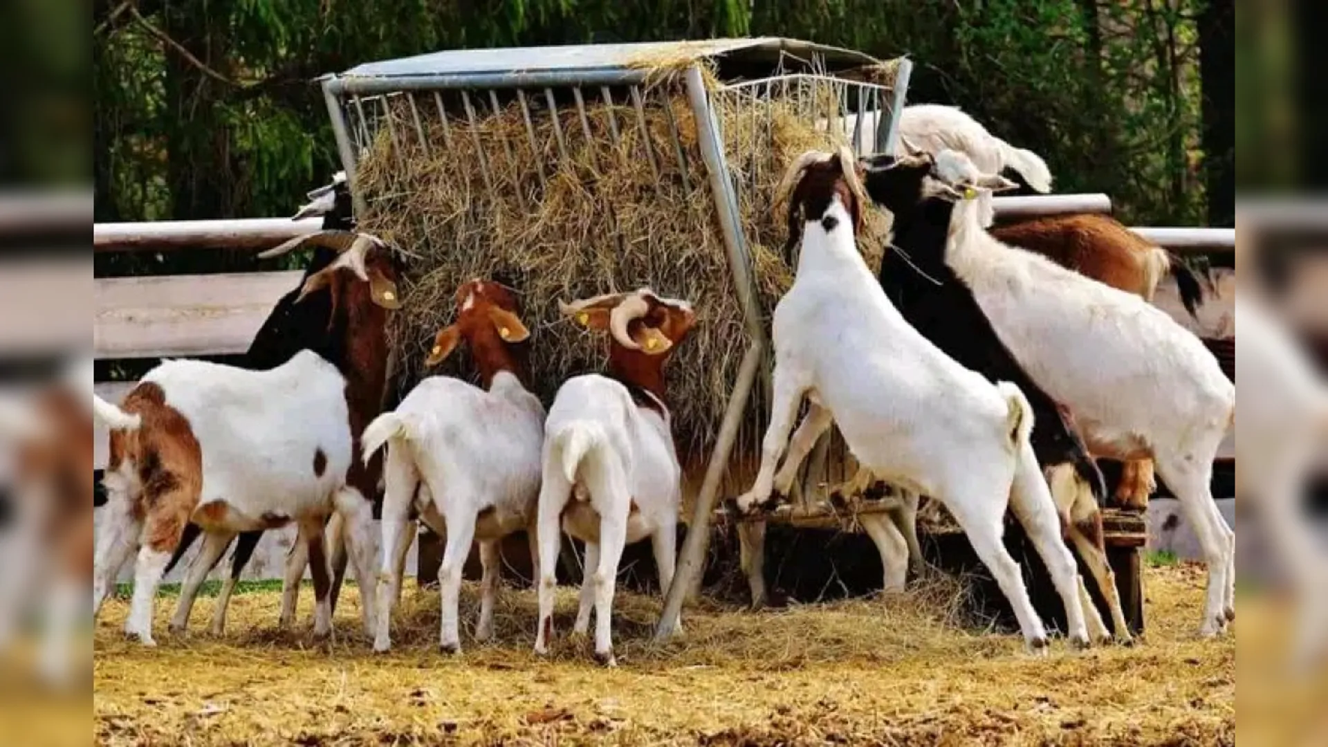 livestock, uttarkashi, uttarakhand, उत्तरकाशी में मवेशइयों की मौत, रहस्यमयी बीमारी,, 