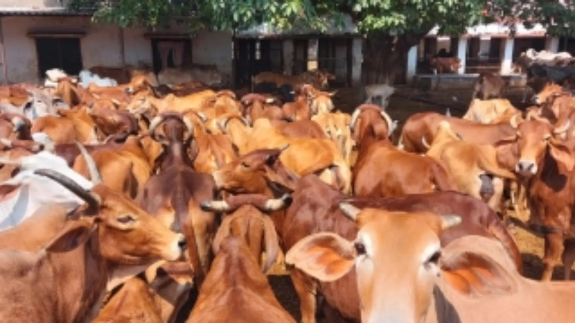 UP GOVERNMENT TO INTRODUCE COW BASED RURAL INCOME SCHEME