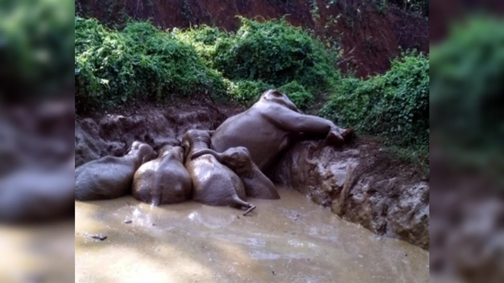 Elephant died, 5 हाथियों के शव मिले, केरल में 5 हाथियों के शव मिले,