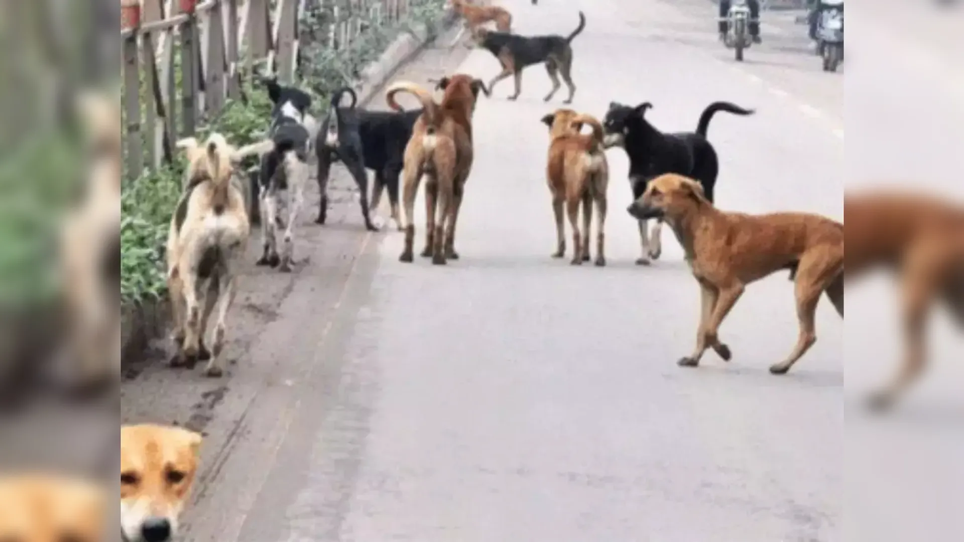 Street Dogs, supreme court, delhi news,