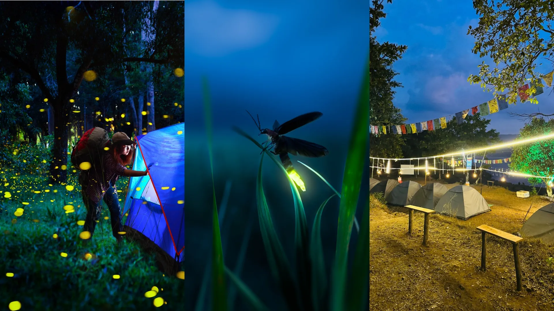 The fireflies festival that begins mid-May sees scores of city folks heading to hill-stations to catch the glow of these little bugs 
