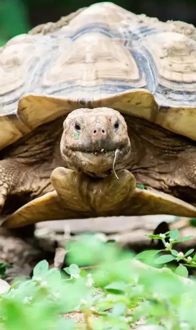Animals-That-Live-Longer-Than-Humans