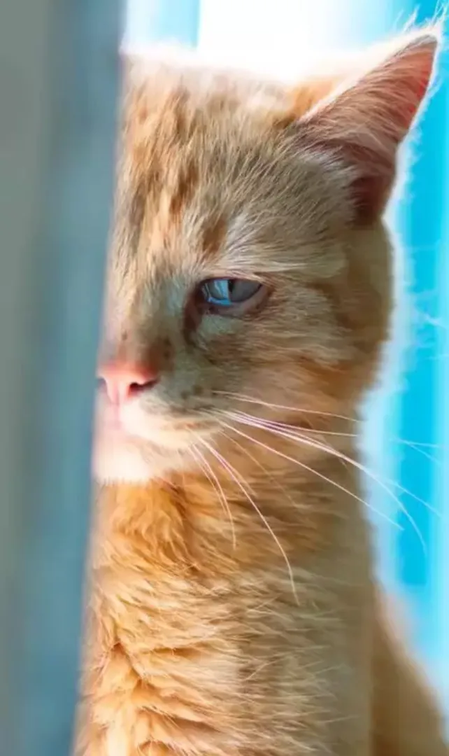 Animals-That-Cry-Like-Humans