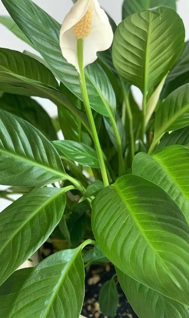 Vastu-Approved-Perennial-Flowers-for-Peace-&-Positivity-at-Home