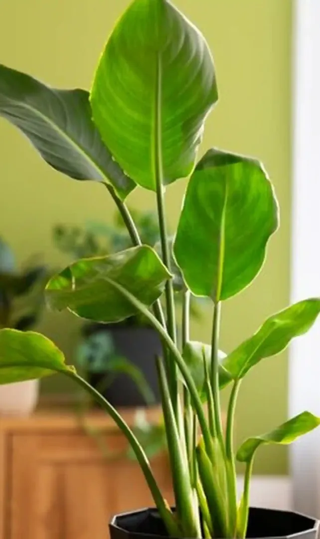 Perennial-Flowers-That-Repel-Negative-Energy