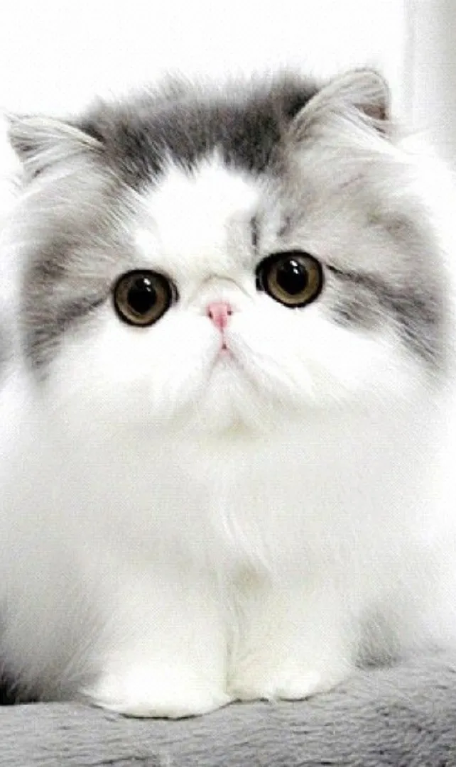 World’s-Cutest-Cat-Breeds