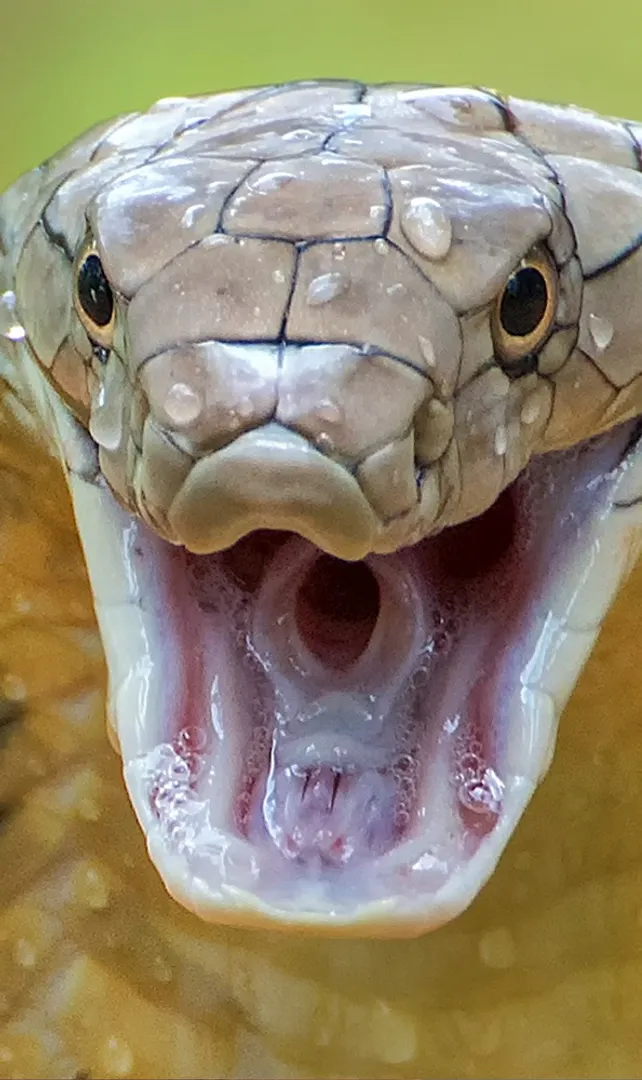 Most-Venomous-Snakes-in-the-World