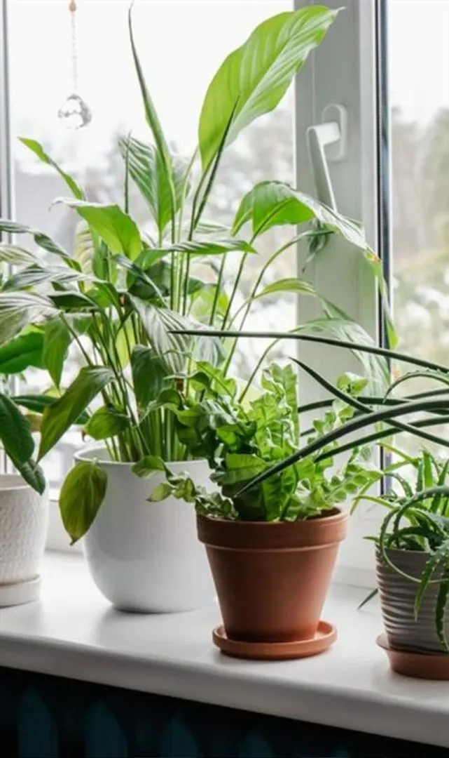 Best-Low-Maintenance-Indoor-Plants-You-Should-Try-Now