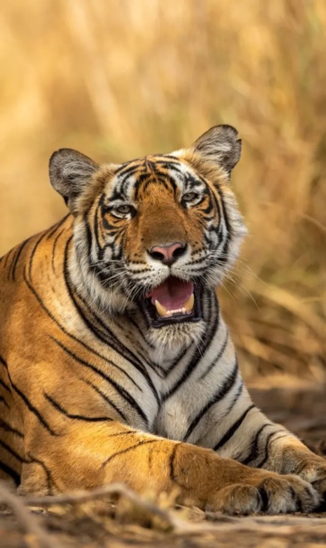 Most-Popular-Tiger-Reserves-to-Visit-in-India