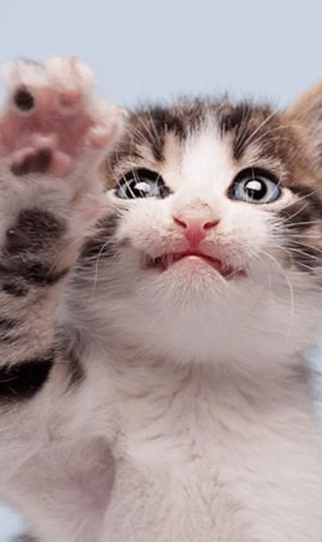 Funny-Facts-About-Cats-You-Probably-Didn’t-Know
