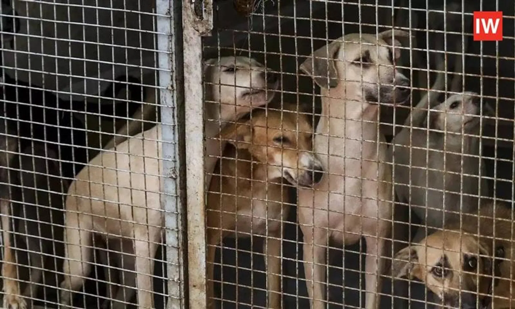 Delhi’s-8-Lakh-Stray-Dogs-Face-Big-Change-After-Supreme-Court’s-New-Order