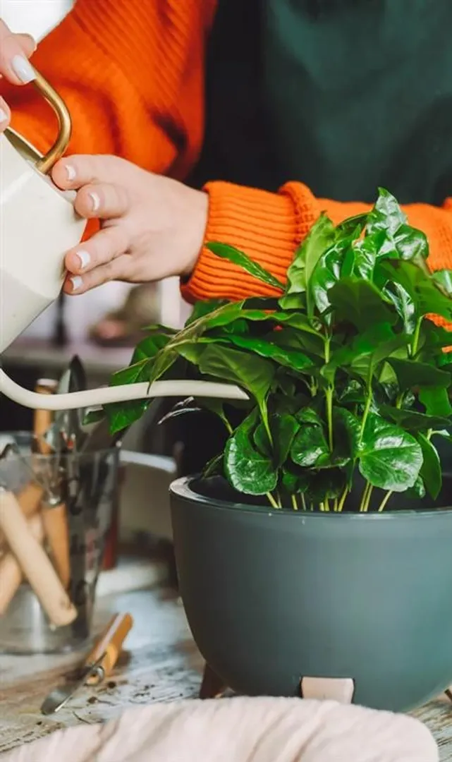 Best-Low-Maintenance-Indoor-Plants-for-Your-Kitchen