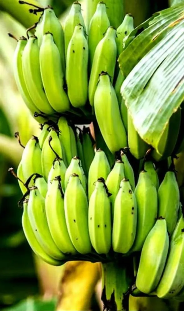 Top-Health-Benefits-of-Raw-Bananas