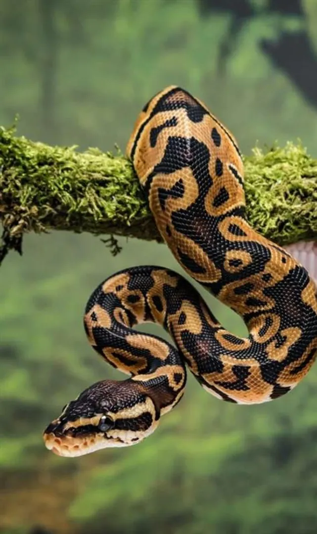 Interesting-Facts-You-Didn’t-Know-About-Snakes