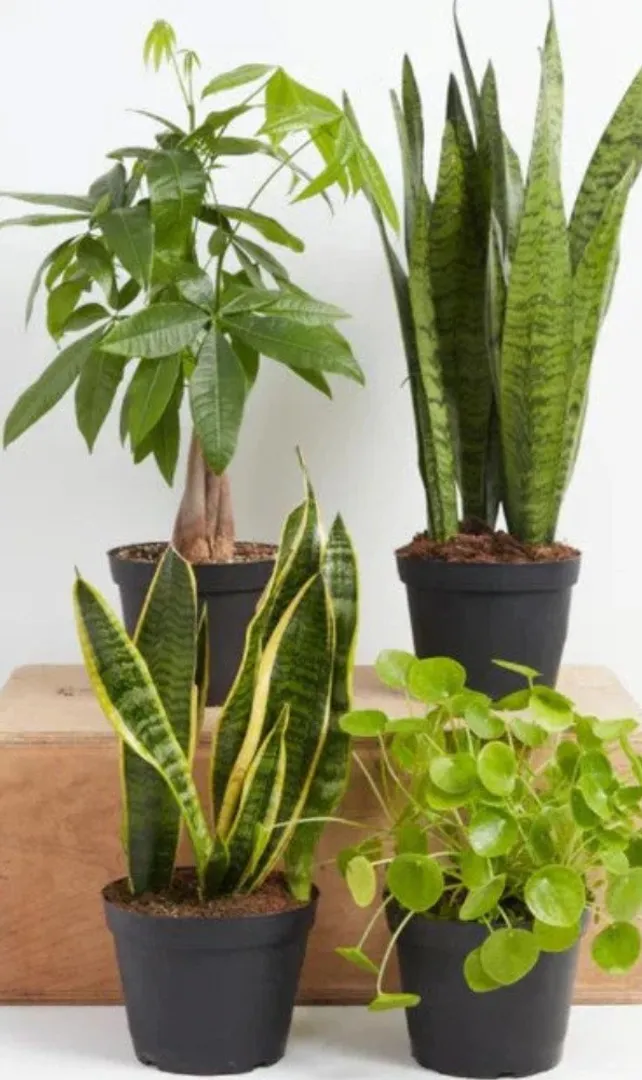 Auspicious-Indoor-Plants-to-Bring-Prosperity-to-Your-Home