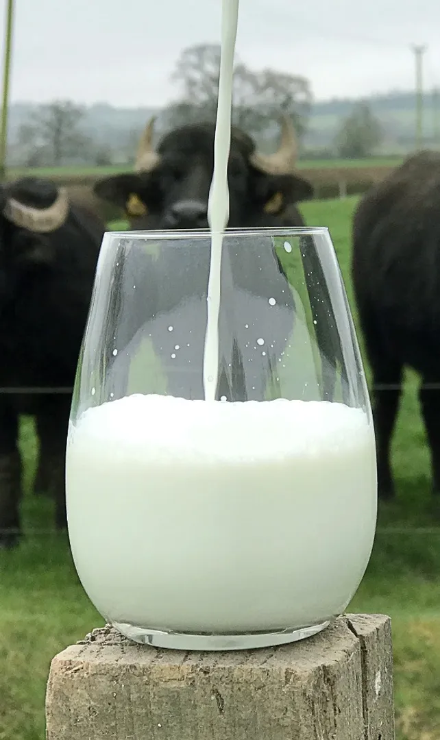 What-are-the-Health-Benefits-of-Buffalo-Milk