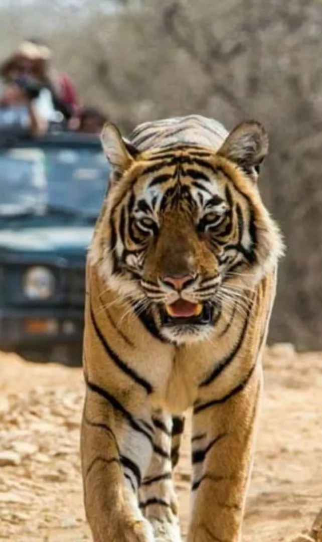 Why-Corbett-National-Park-is-a-Top-Favourite-Among-Touris