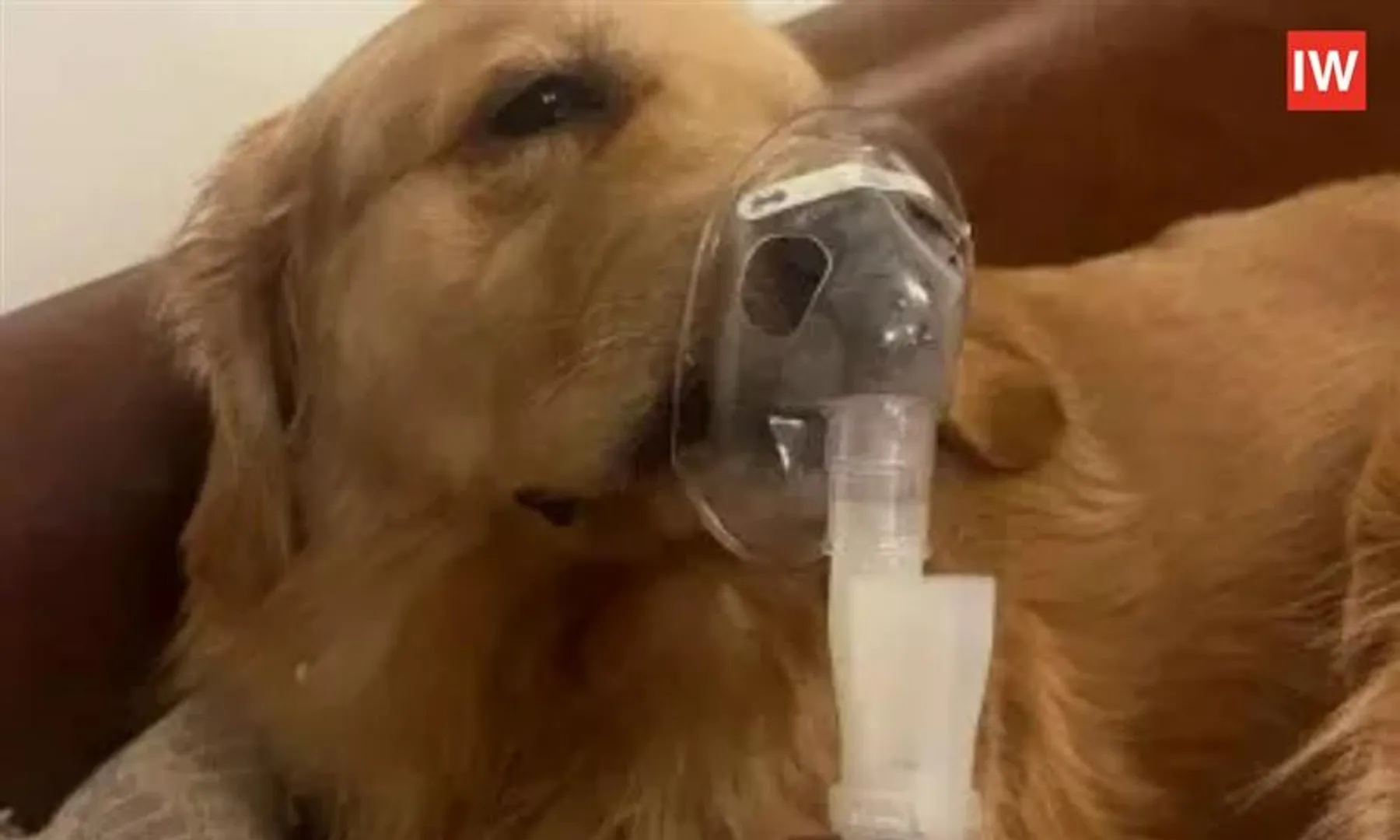 Golden-Retriever-on-Nebuliser-Highlights-Delhi’s-Growing-Air-Pollution-C