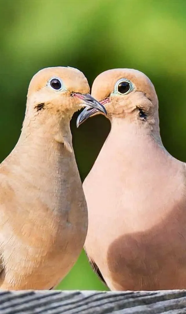 Birds-That-Mate-for-Life-Till-Death-Do-Them-Apart