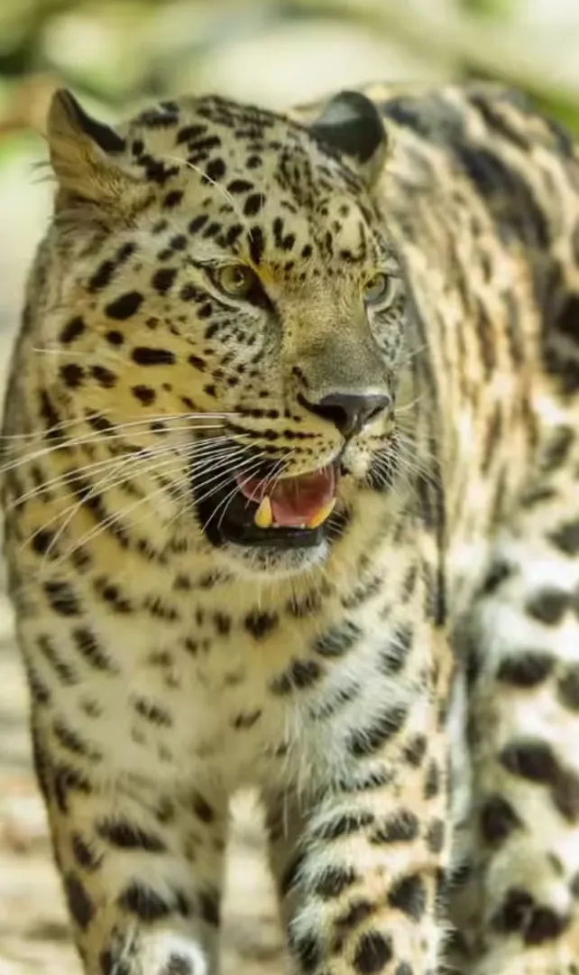 Indian-Species-That-Came-Back-From-the-Brink-of-Extinction