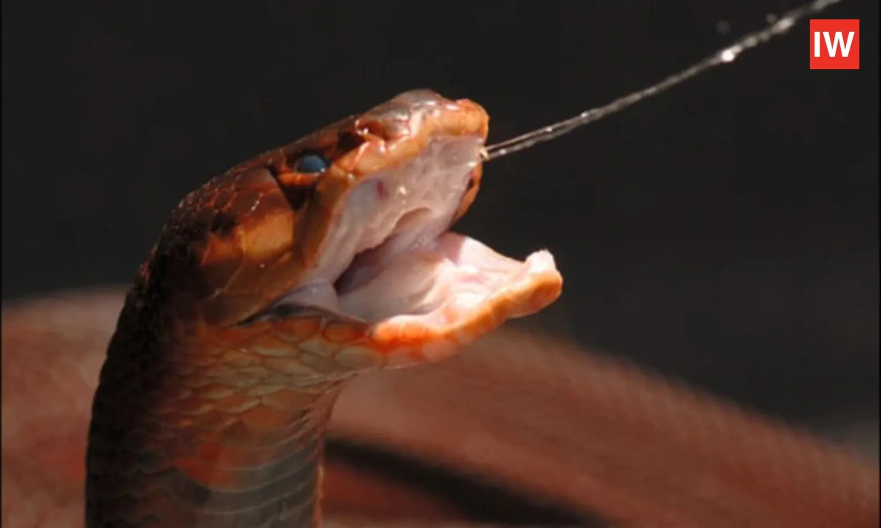 Snakes-Whose-Venom-Can-Cause-Blindness