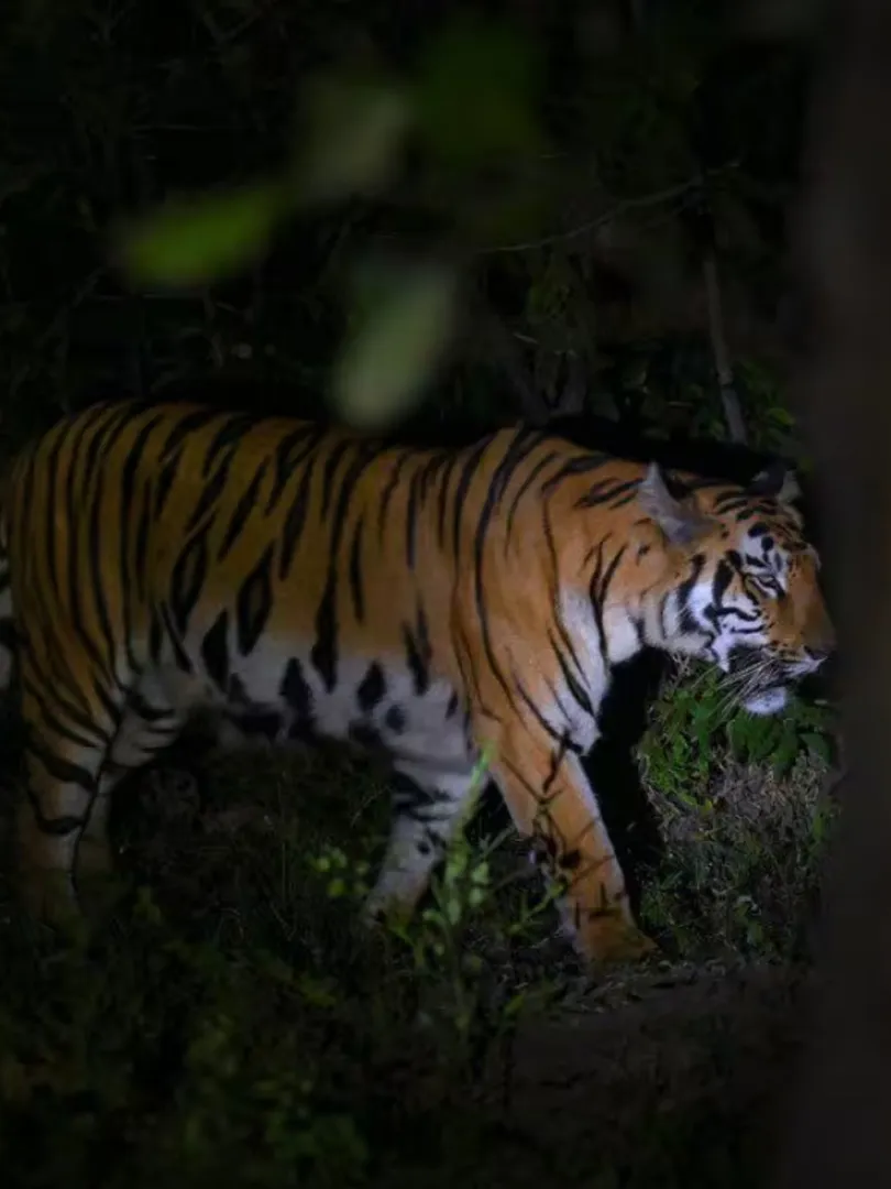 Best National Parks in India for Night Safari