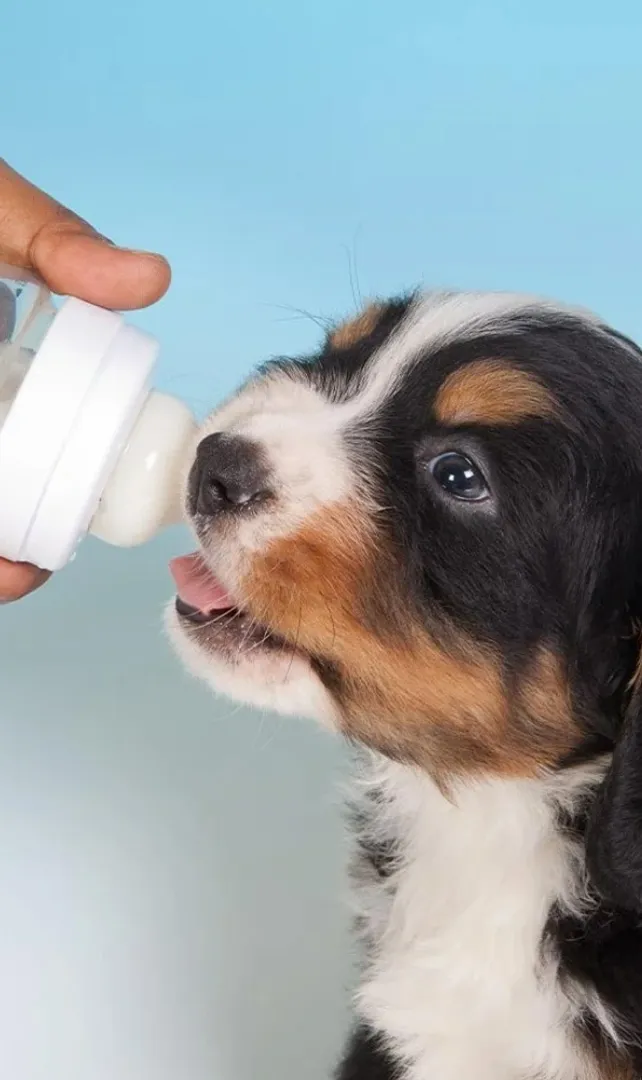 Oat-Milk-for-Dogs-Surprising-Benefits
