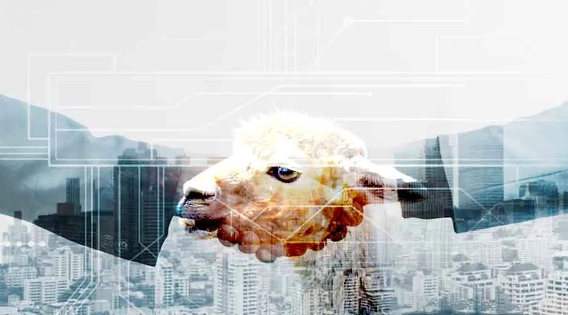 Alpaca