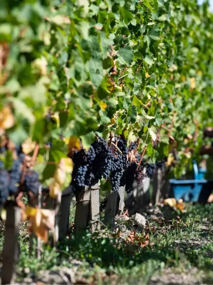 AI-tool-can-sniff-out-fake-wine,-researchers-say