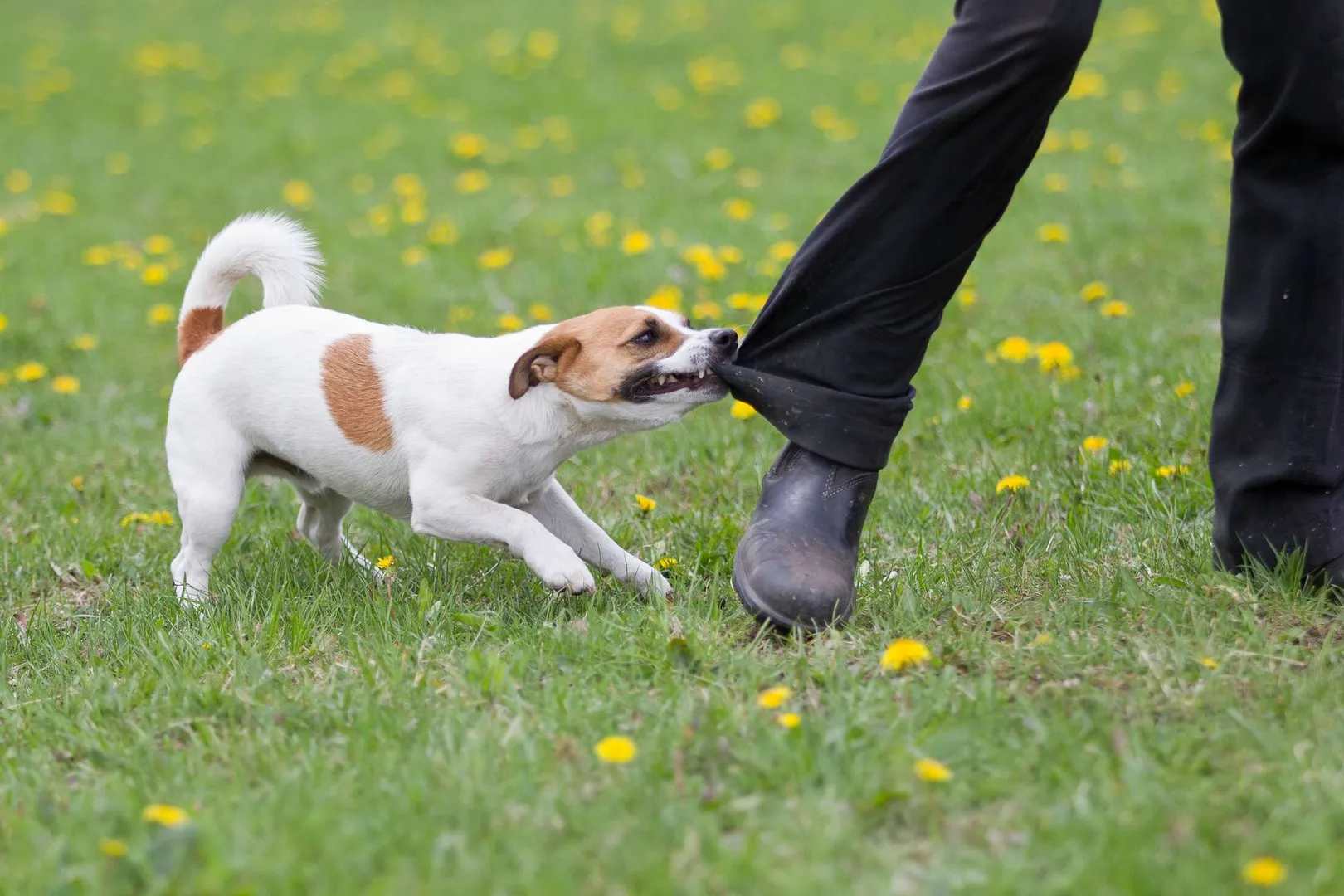 How to Recover from Dog Bite Injuries
