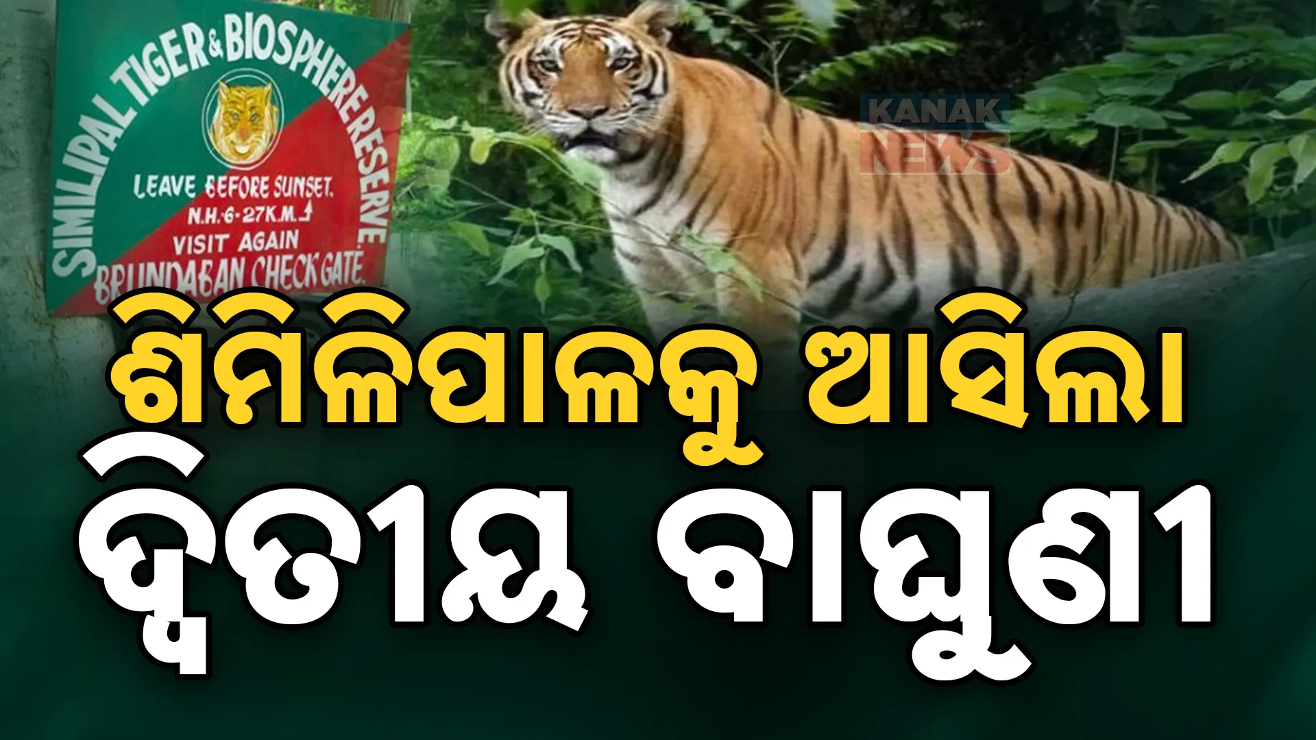 tiger one