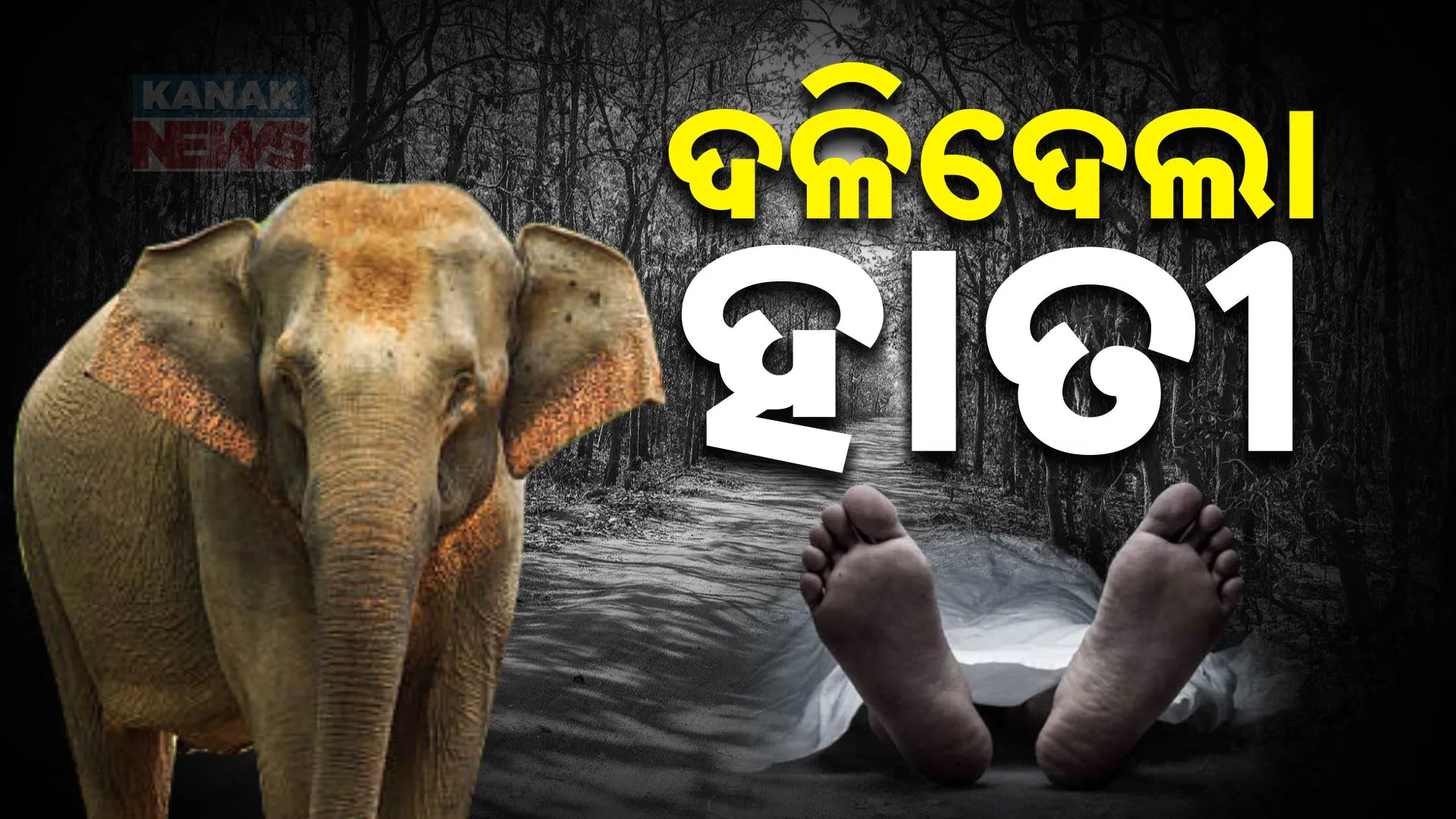 Elephant 