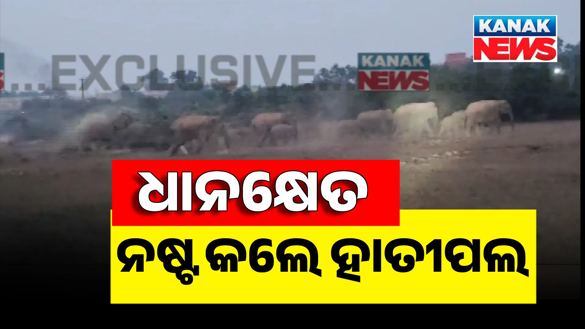 elephants at Athagarh 