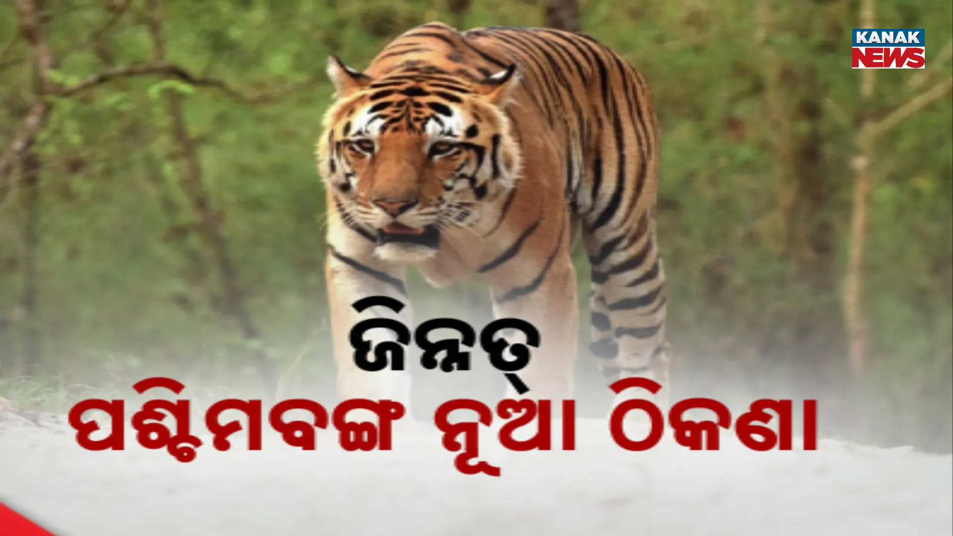 ଠିକଣା ବଦଳାଇଲା ବାଘୁଣୀ ଜିନ୍ନତ