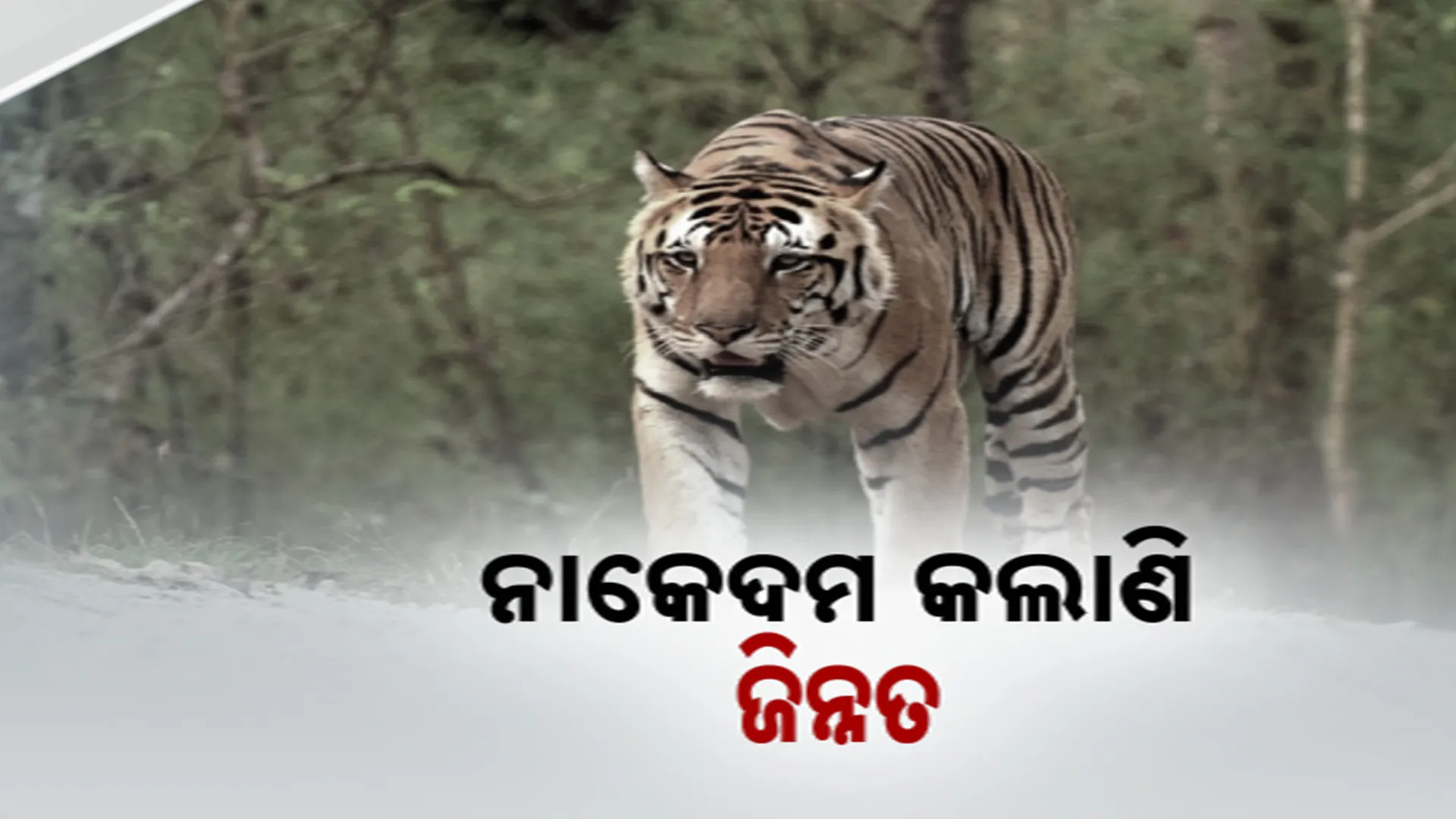 TIGER 44