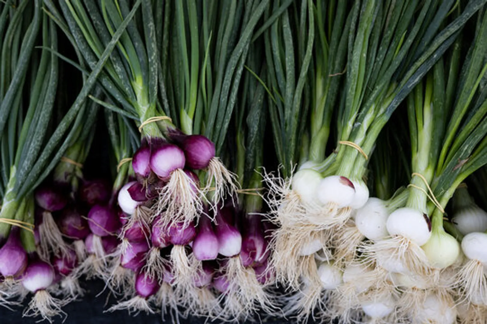 spring onion