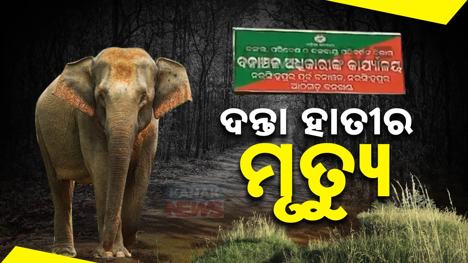 ଦନ୍ତା ହାତୀର ମୃତ୍ୟୁ