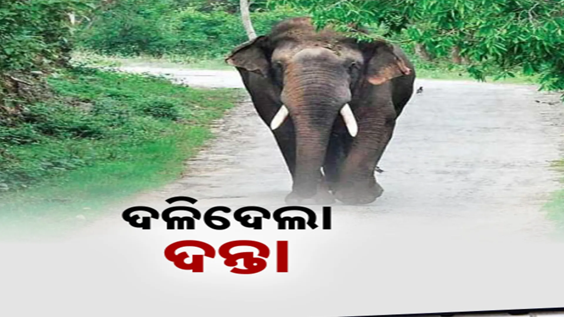 ELEPHANT 22