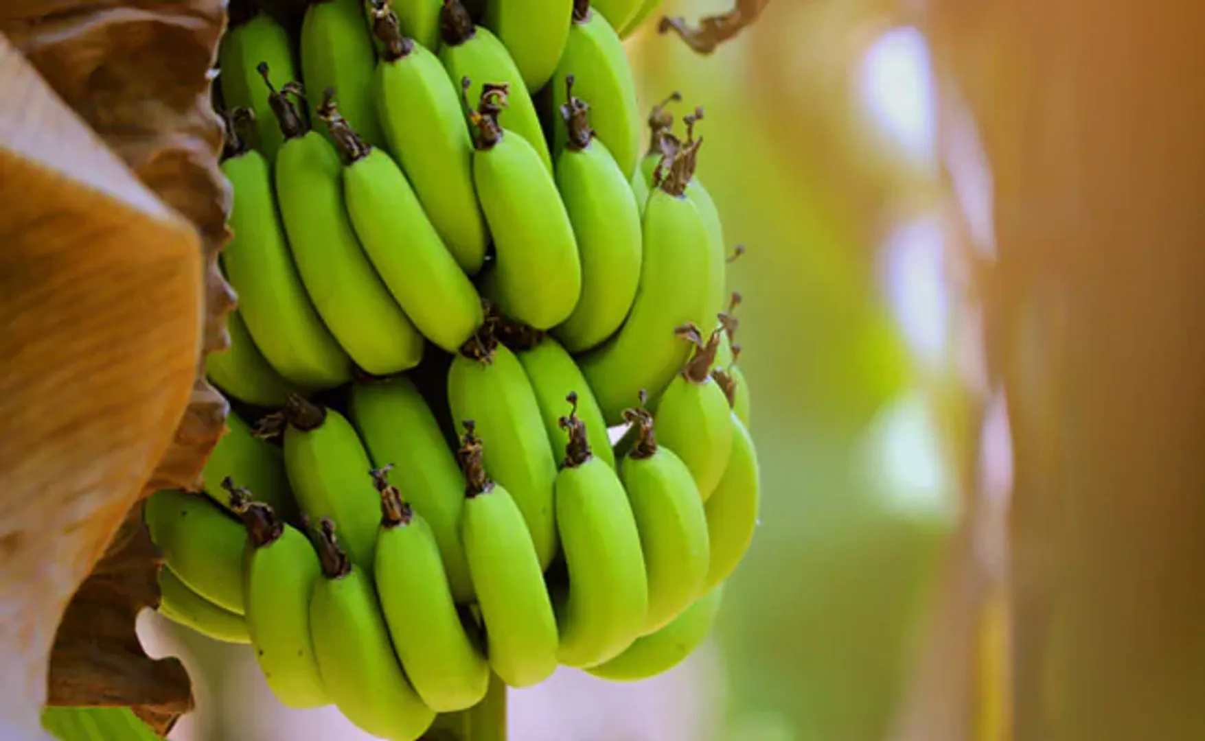  raw-banana 