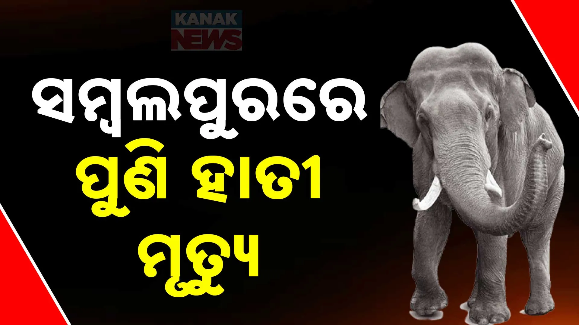 38 elephant 