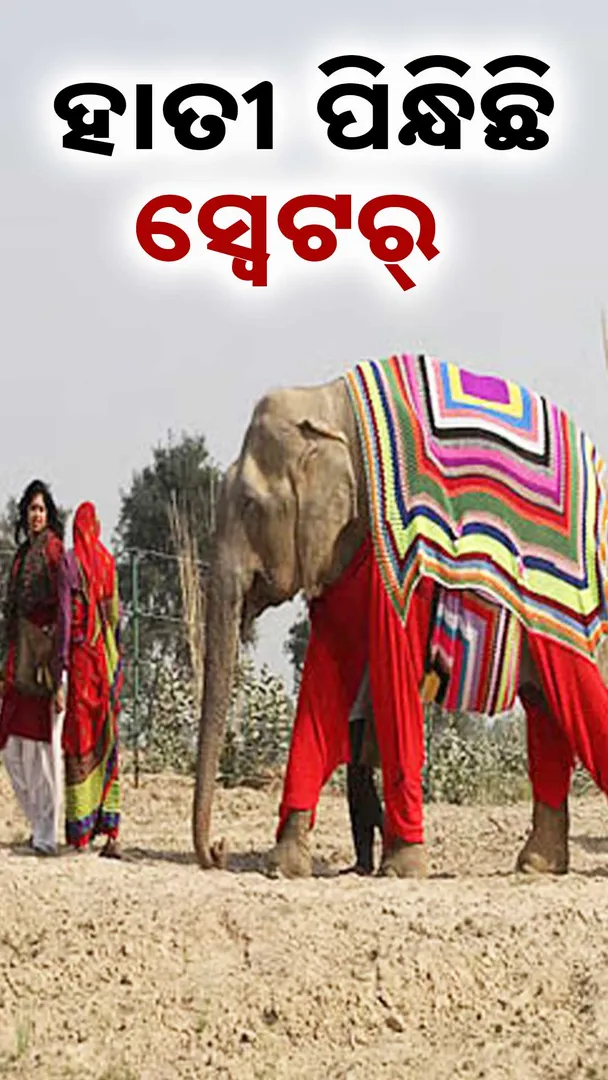 Elephant 1