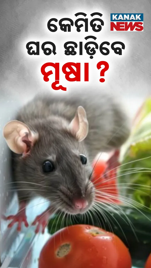 Mouse  111
