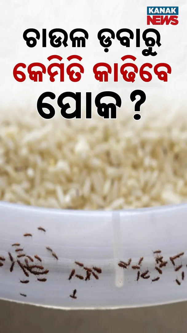Rice