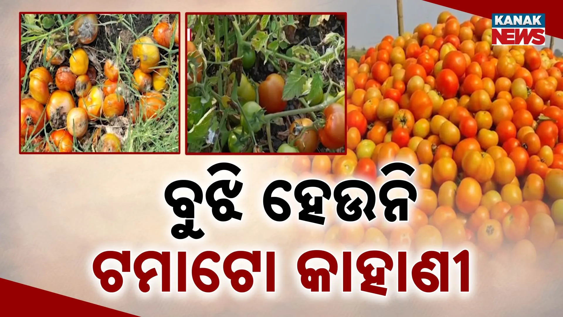 ବୁଝିହେଉନି ଟମାଟୋ କାହାଣୀ  