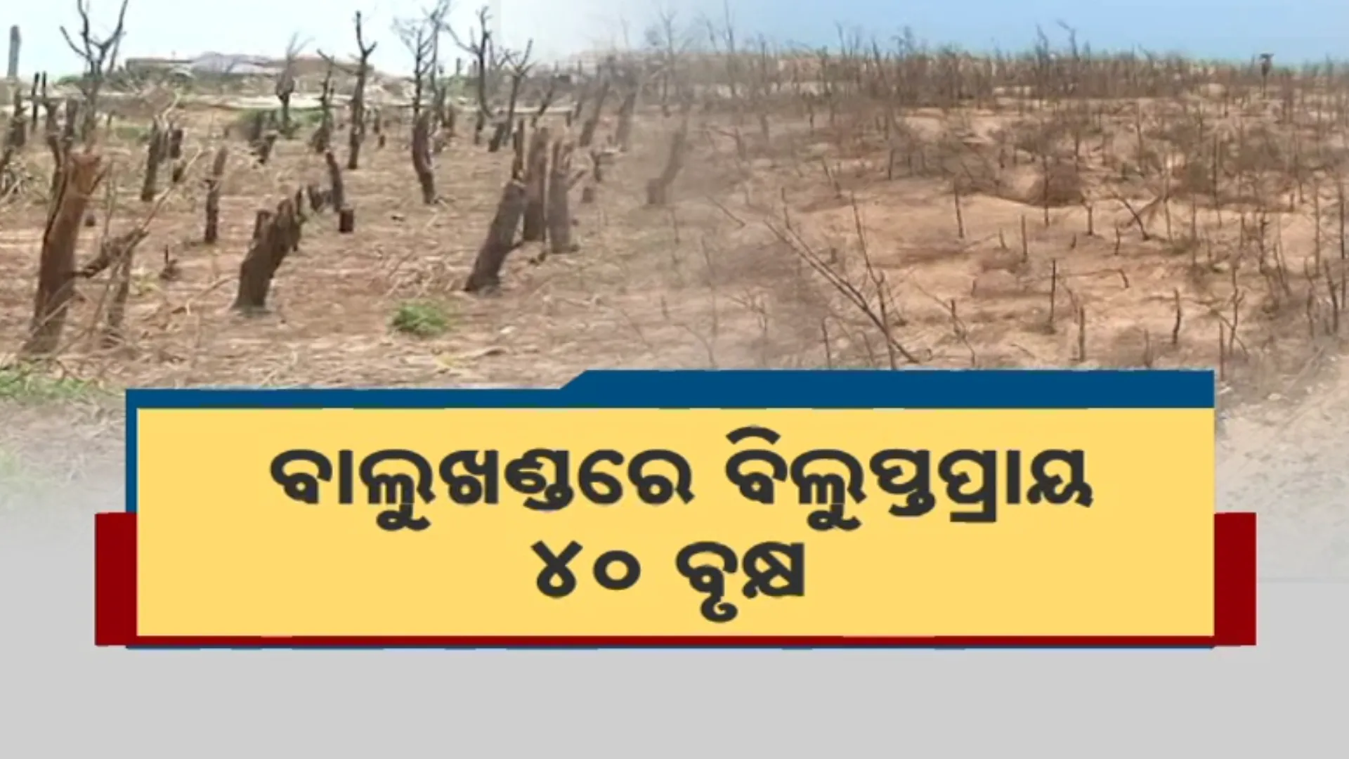ବାଲୁଖଣ୍ଡରେ ବିଲୁପ୍ତପ୍ରାୟ ୪୦ ବୃକ୍ଷ