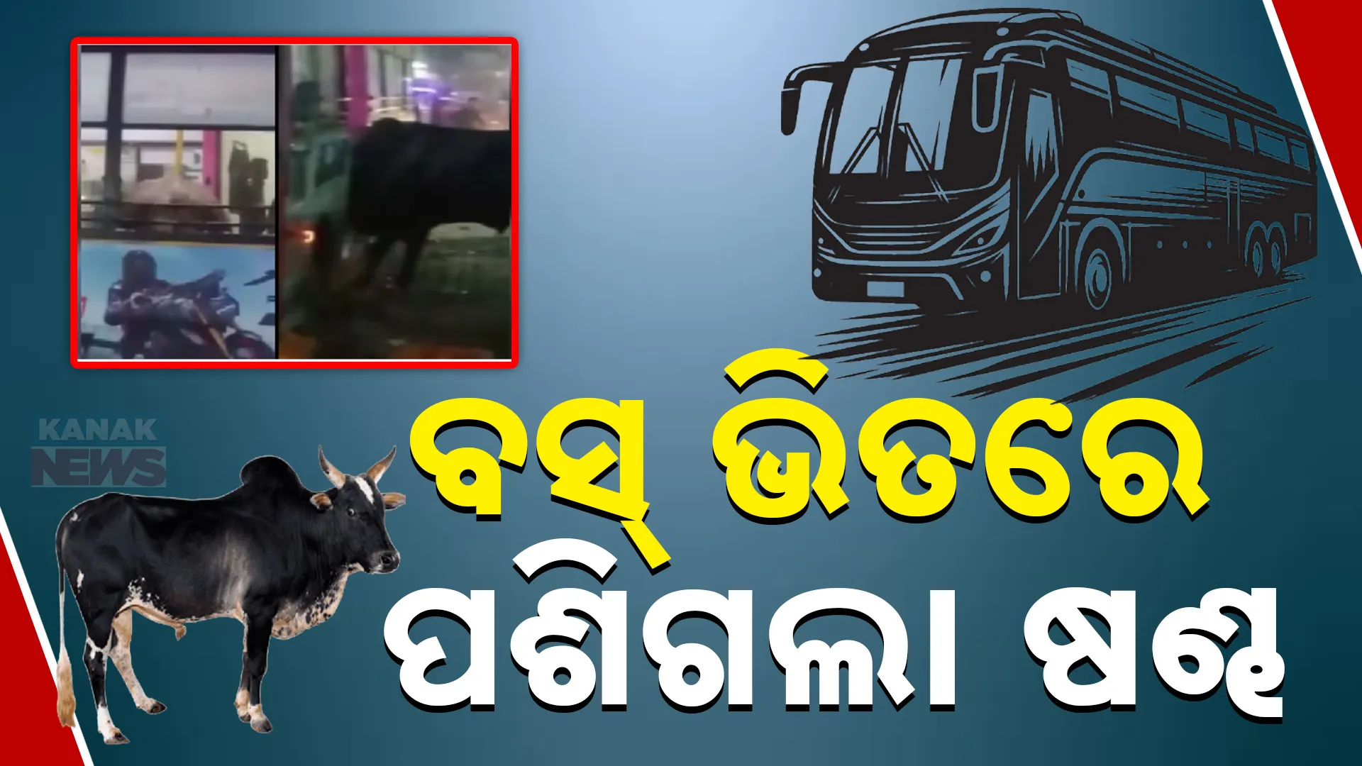 Bull At Bus