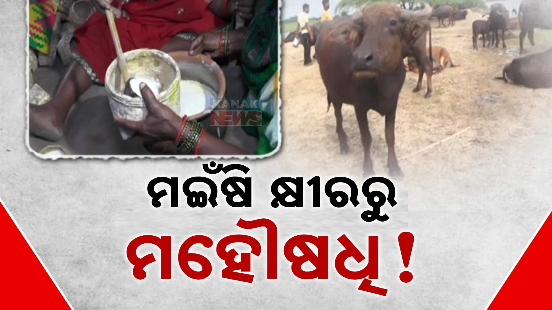 ମଇଁଷି କ୍ଷୀରରୁ ମହୌଷଧି 