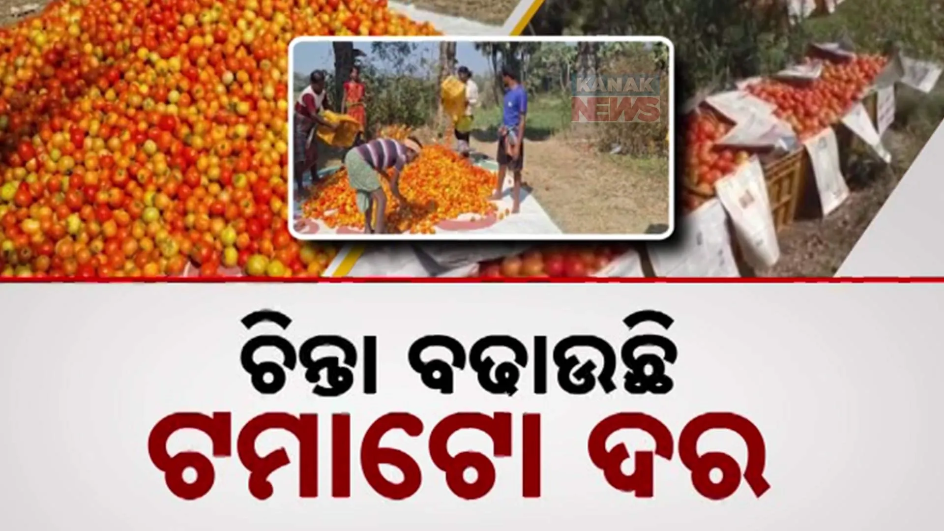 ଚିନ୍ତାରେ ଟମାଟୋ ଚାଷୀ। 